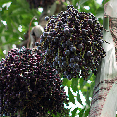 Acai Beads, what is it and where it comes from?