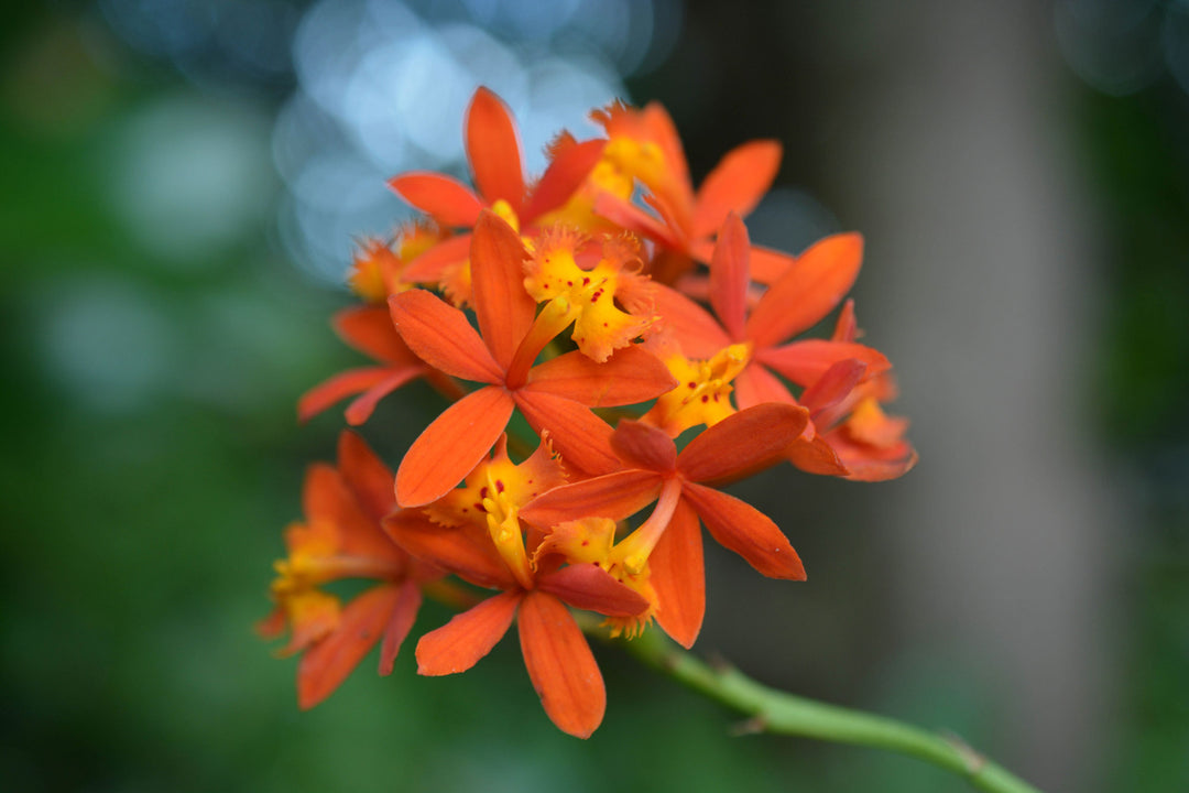 florida orchid