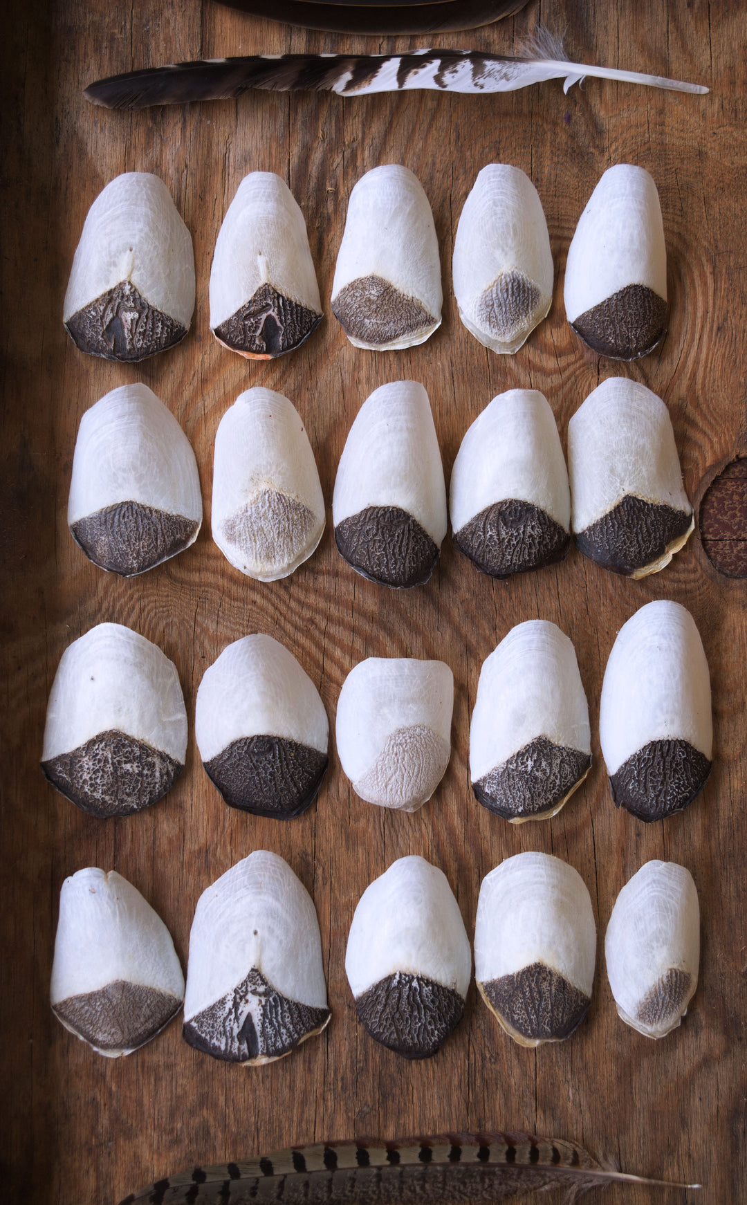 Pirarucu Fish Scales, they're back!