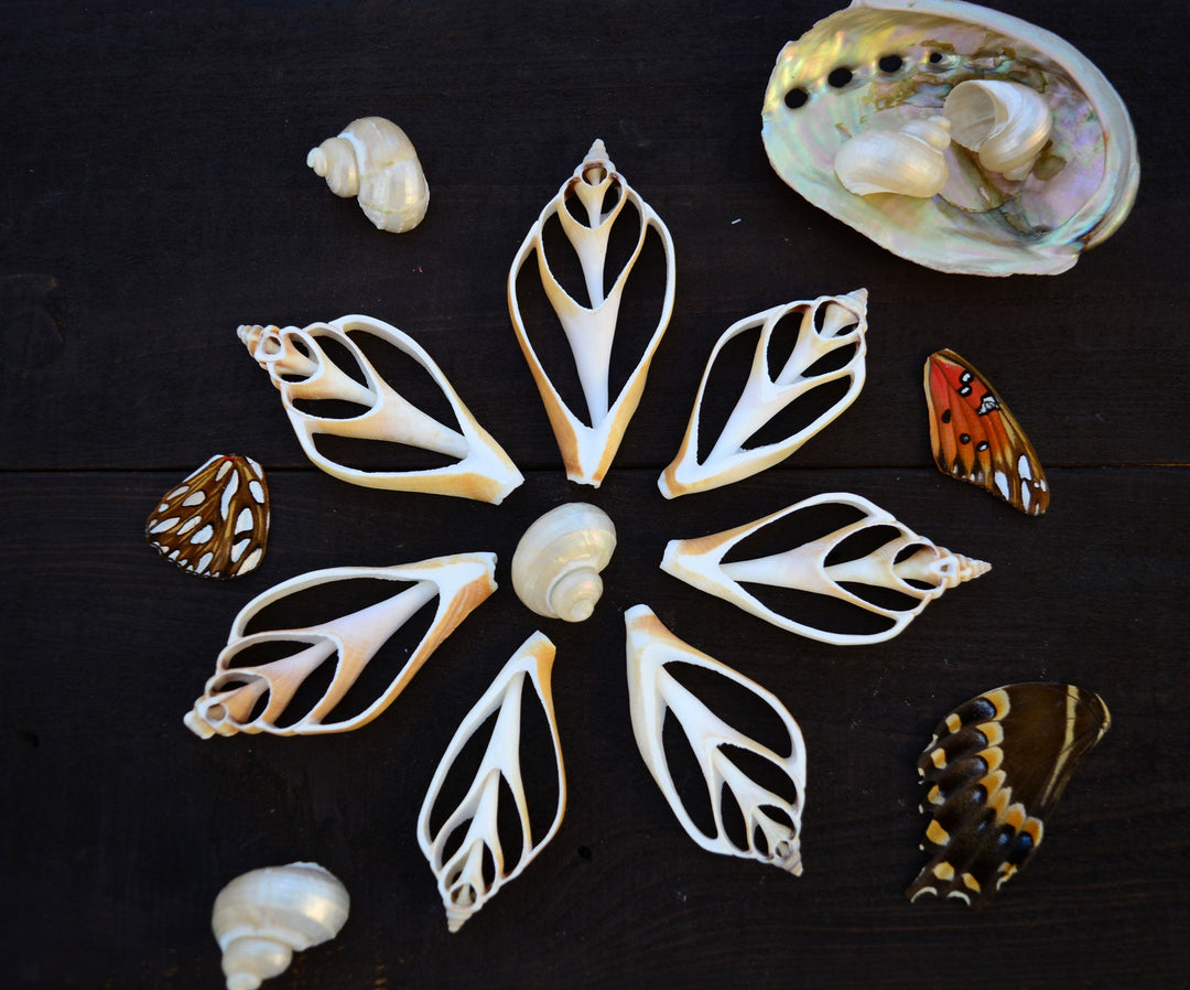 Seashell Slices
