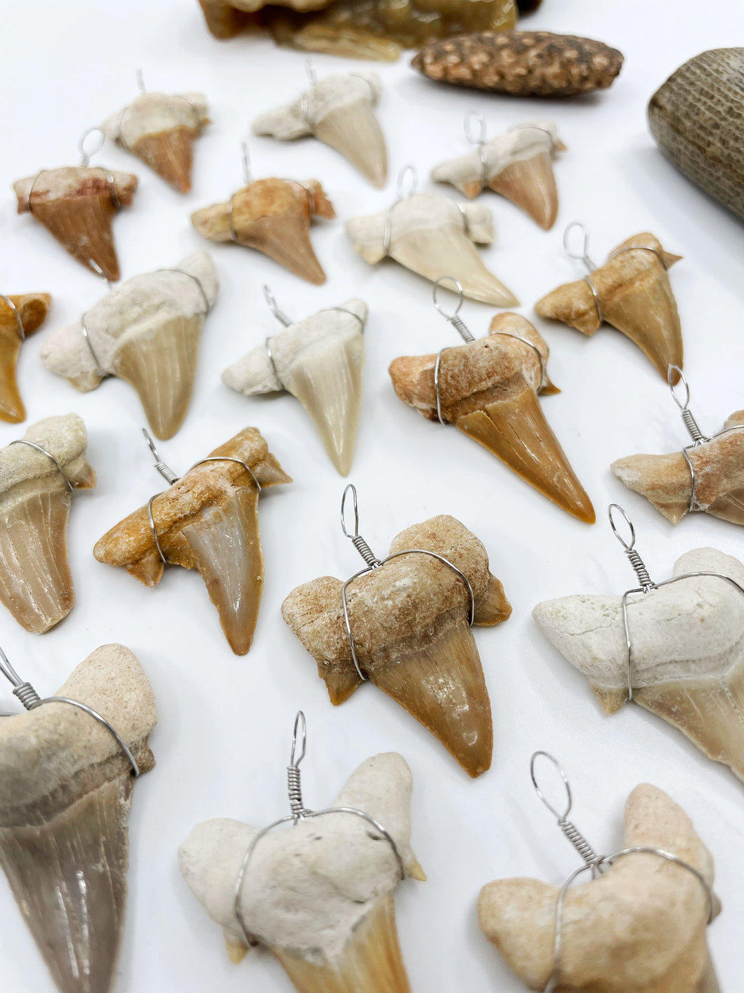Fossils