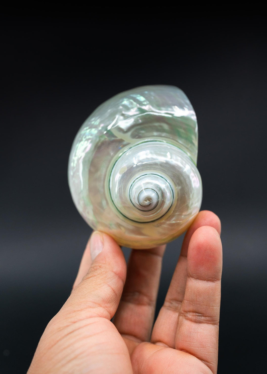Turbo Shells
