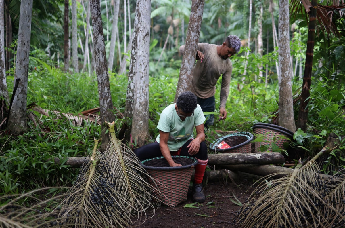 Two men working in a lush green forest, handling large woven baskets filled with acai berries.