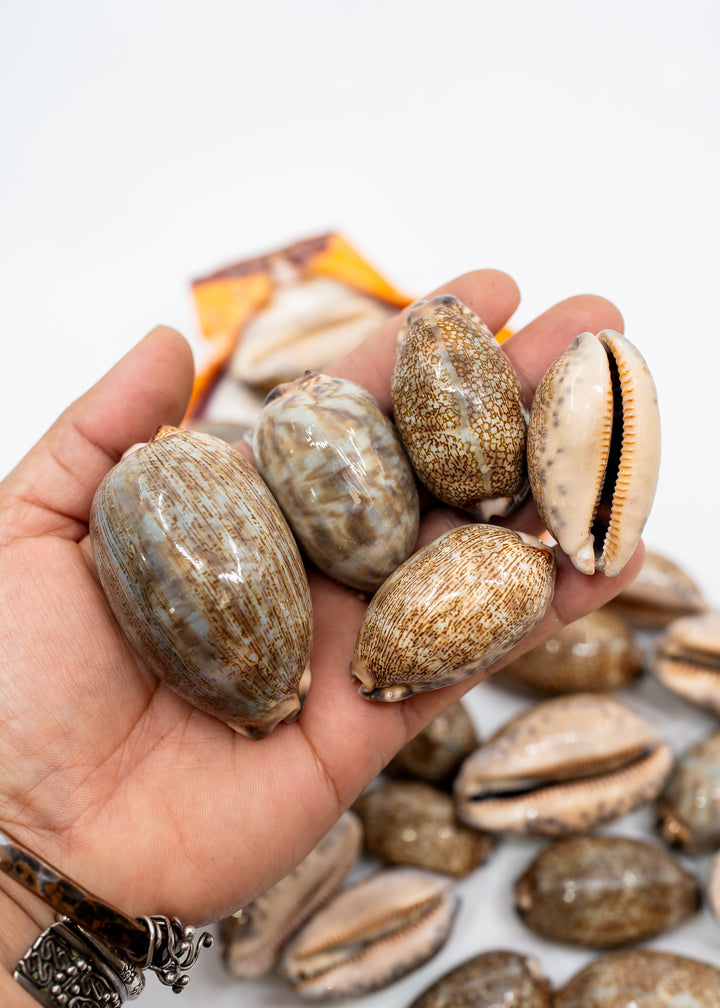 Arabian Cowrie Shell, Mauritia arabica Large Natural Cowry, 1.5–3 Inch, 1 Shell