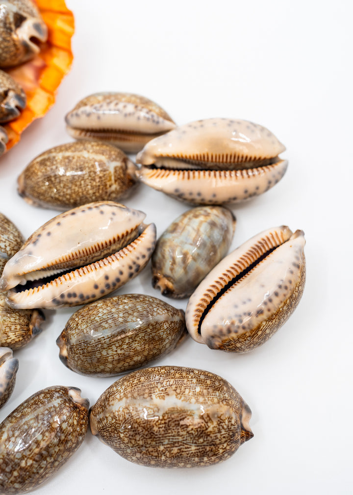 Arabian Cowrie Shell, Mauritia arabica Large Natural Cowry, 1.5–3 Inch, 1 Shell