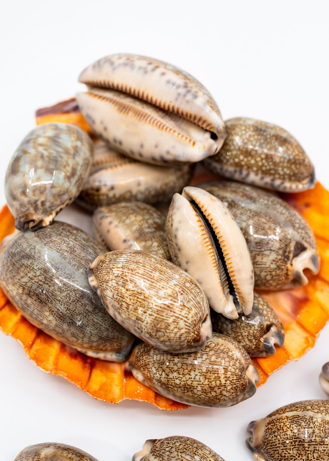 Arabian Cowrie Shell, Mauritia arabica Large Natural Cowry, 1.5–3 Inch, 1 Shell