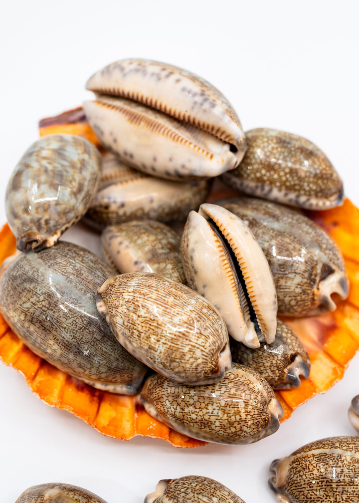 Arabian Cowrie Shell, Mauritia arabica Large Natural Cowry, 1.5–3 Inch, 1 Shell