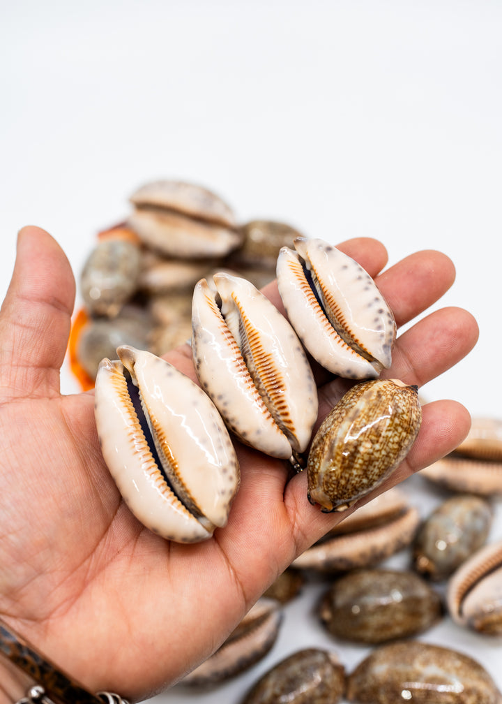 Arabian Cowrie Shell, Mauritia arabica Large Natural Cowry, 1.5–3 Inch, 1 Shell