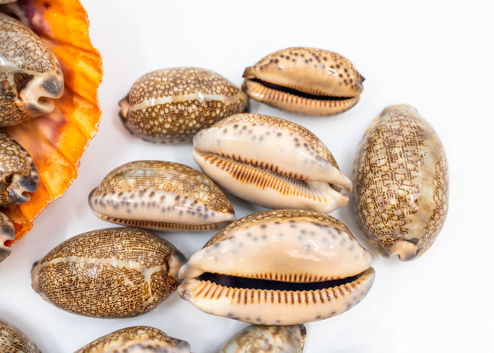Arabian Cowrie Shell, Mauritia arabica Large Natural Cowry, 1.5–3 Inch, 1 Shell