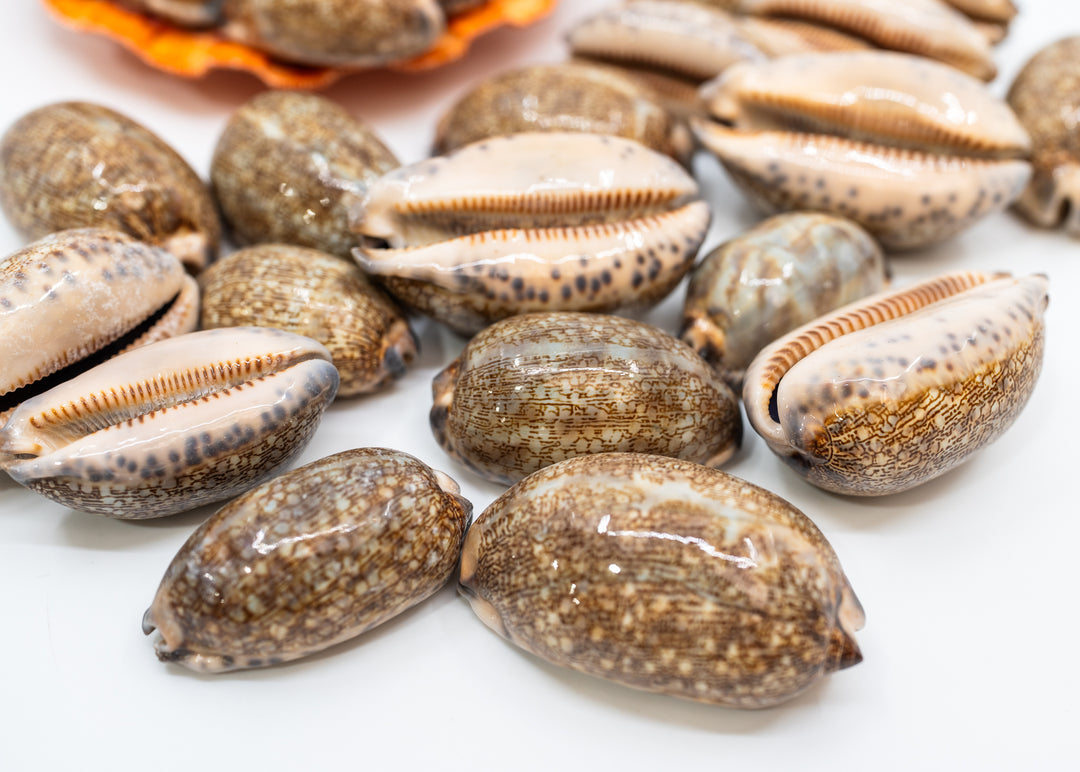 Arabian Cowrie Shell, Mauritia arabica Large Natural Cowry, 1.5–3 Inch, 1 Shell