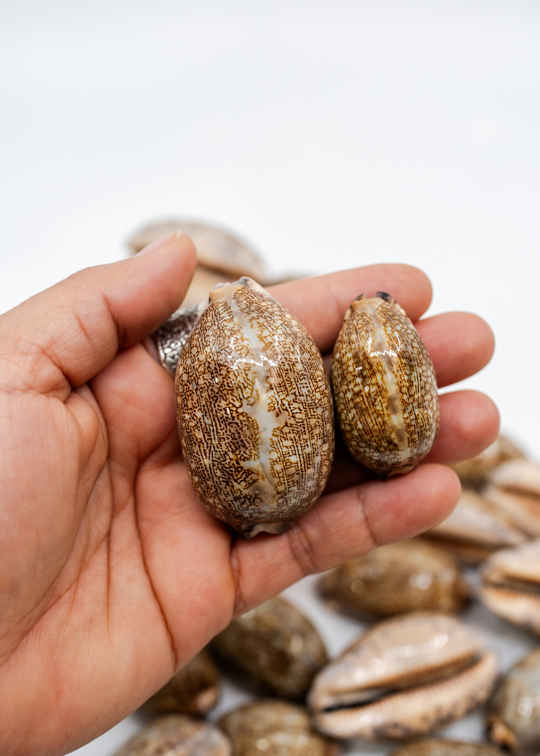 Arabian Cowrie Shell, Mauritia arabica Large Natural Cowry, 1.5–3 Inch, 1 Shell