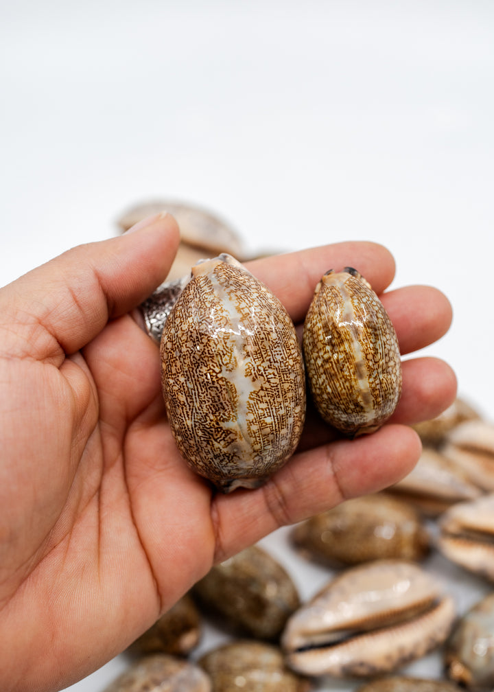 Arabian Cowrie Shell, Mauritia arabica Large Natural Cowry, 1.5–3 Inch, 1 Shell