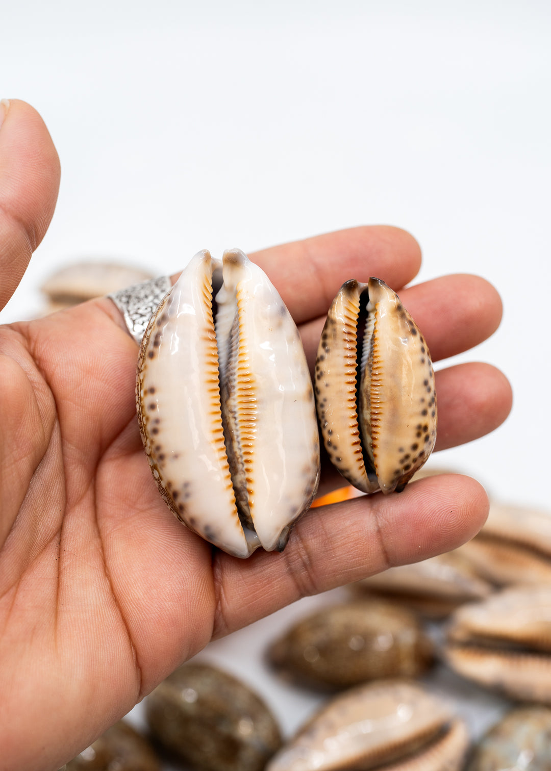 Arabian Cowrie Shell, Mauritia arabica Large Natural Cowry, 1.5–3 Inch, 1 Shell