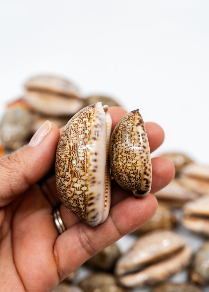 Arabian Cowrie Shell, Mauritia arabica Large Natural Cowry, 1.5–3 Inch, 1 Shell
