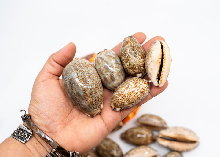 Arabian Cowrie Shell, Mauritia arabica Large Natural Cowry, 1.5–3 Inch, 1 Shell