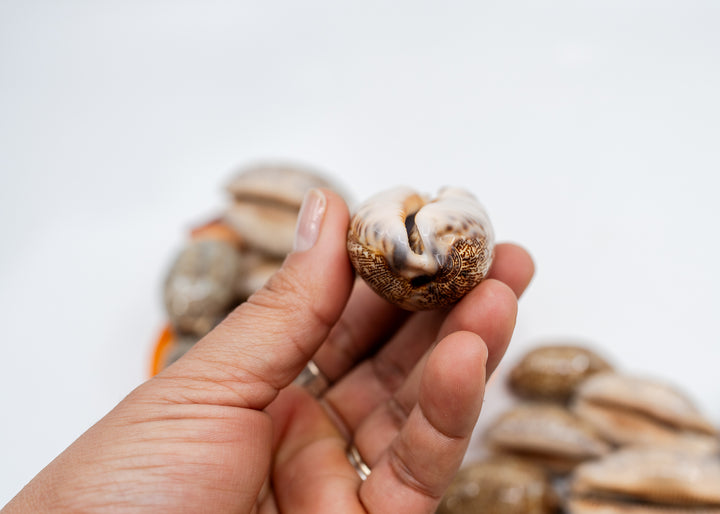 Arabian Cowrie Shell, Mauritia arabica Large Natural Cowry, 1.5–3 Inch, 1 Shell