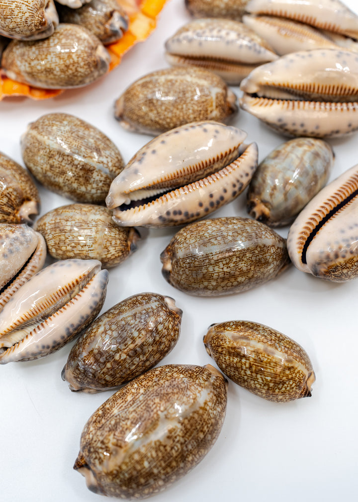 Arabian Cowrie Shell, Mauritia arabica Large Natural Cowry, 1.5–3 Inch, 1 Shell