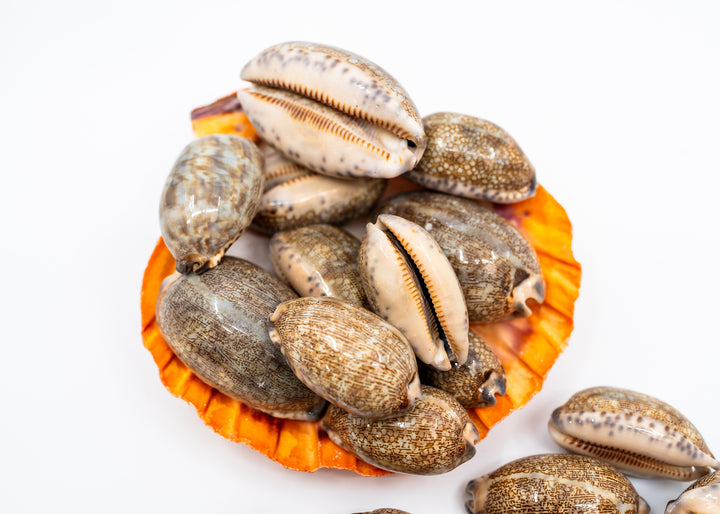 Arabian Cowrie Shell, Mauritia arabica Large Natural Cowry, 1.5–3 Inch, 1 Shell