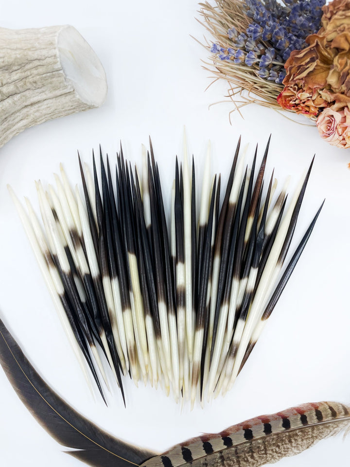 A collection of authentic African porcupine quills, featuring a mix of black, dark brown, and white stripes, displayed on a white surface with decorative feathers and other natural embellishments.