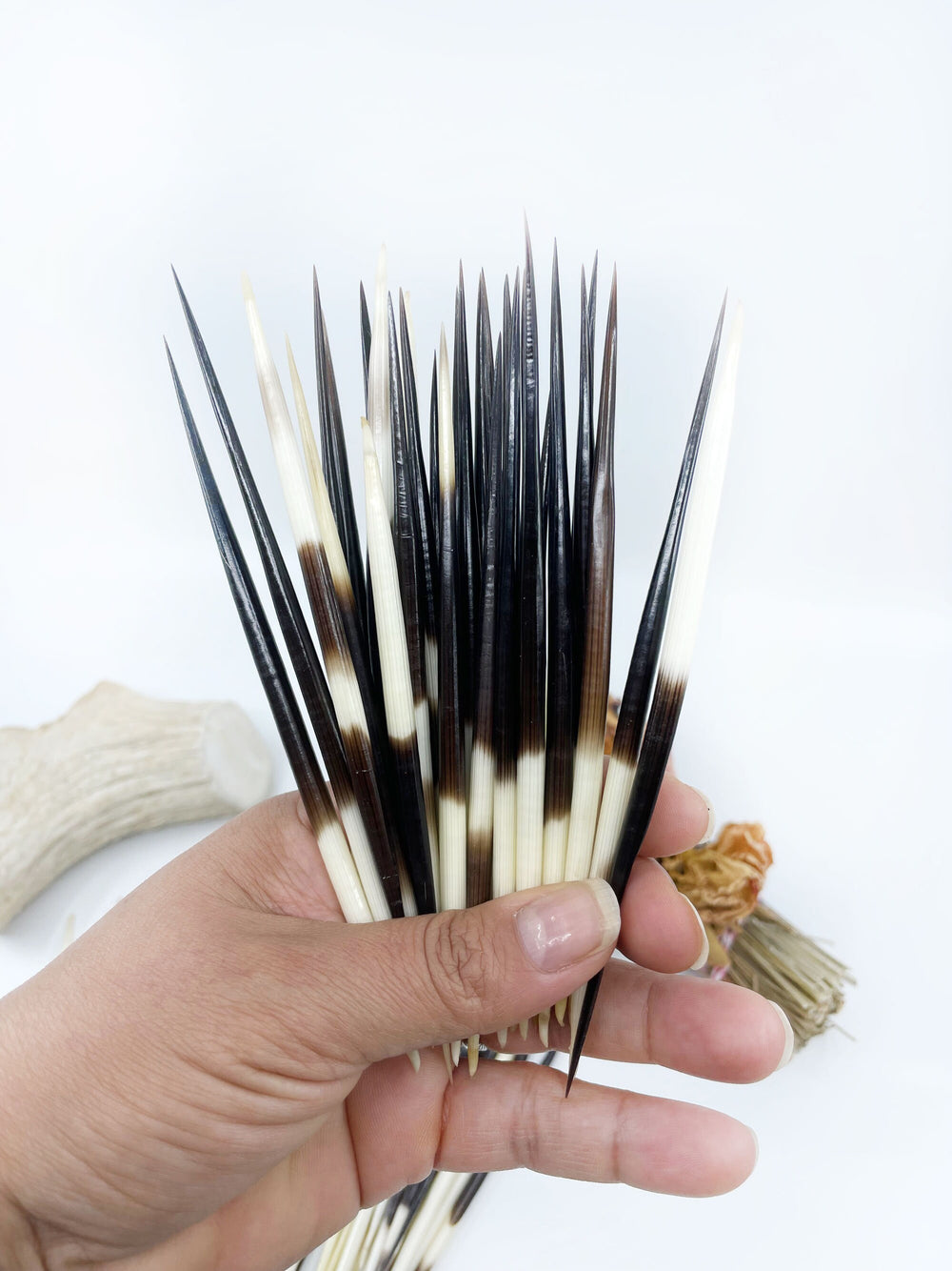 Authentic African Porcupine Quills, 3–4 Inch Small Natural Quill, 5 Pieces