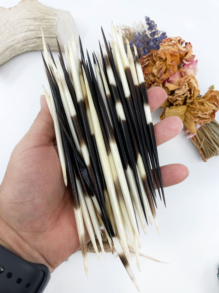 A hand holding small size Porcupine Quills.