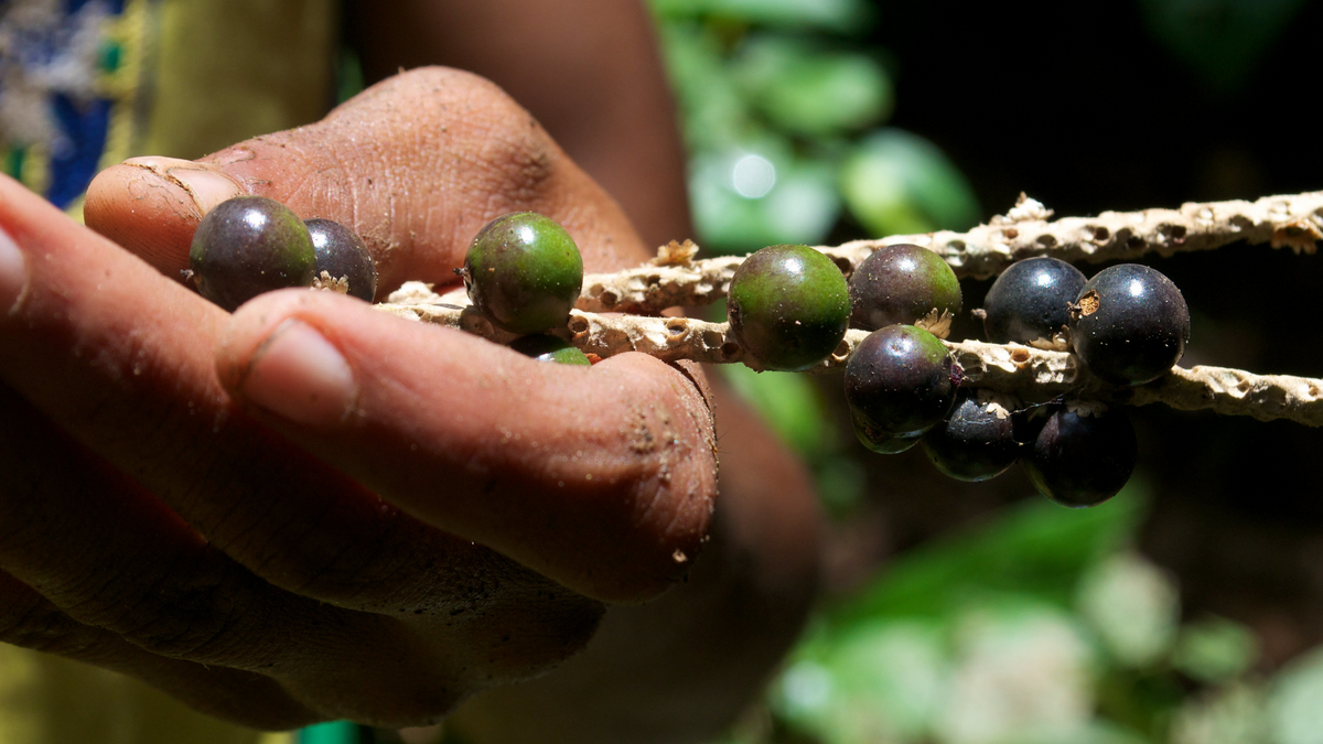 Close-up of a person's hands holding a branch with green acai beads and dark purple acai berries in the Amazon Rainforest.