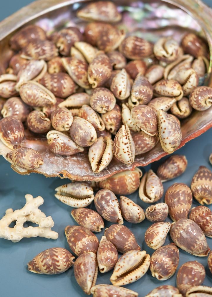 Day-Break Cowrie Shells: 10 pcs of Zig Zag Cowrie Shell, Day Break Cowry, Cowrie Shell Crafts, DIY Shell Jewelry Making, Seashell Supplies, Jewelry Making Beads