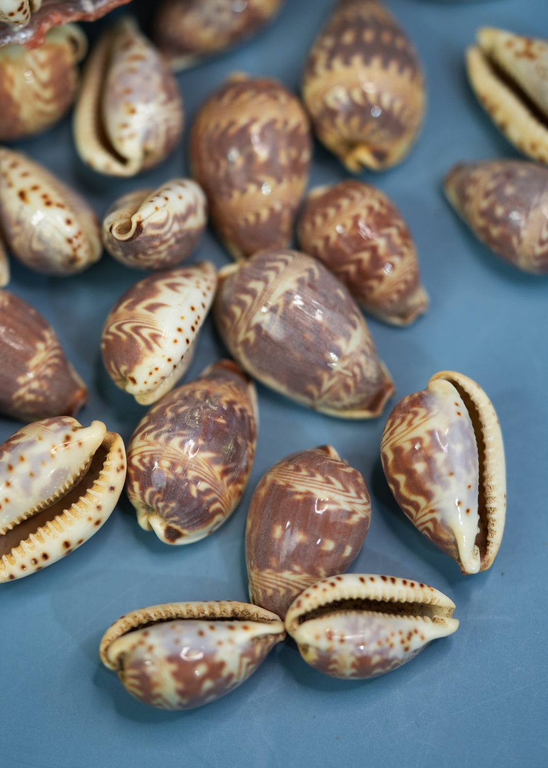 Day-Break Cowrie Shells: 10 pcs of Zig Zag Cowrie Shell, Day Break Cowry, Cowrie Shell Crafts, DIY Shell Jewelry Making, Seashell Supplies, Jewelry Making Beads