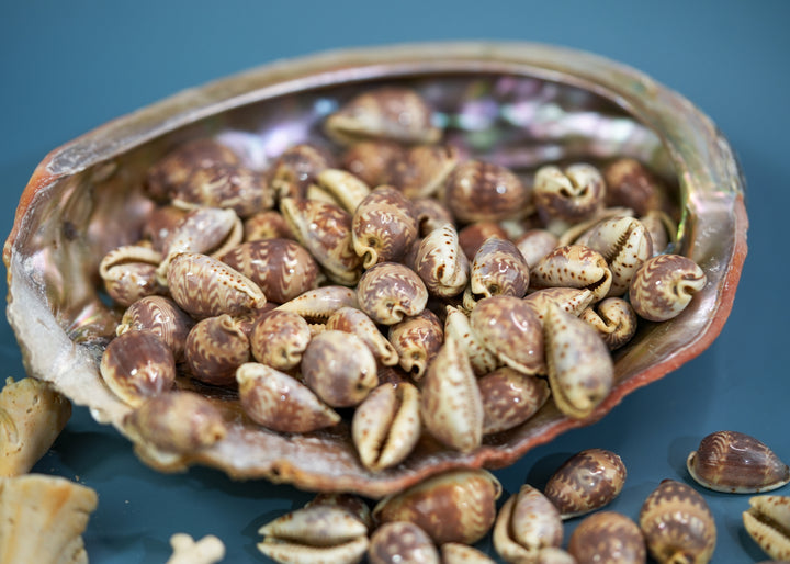 Day-Break Cowrie Shells: 10 pcs of Zig Zag Cowrie Shell, Day Break Cowry, Cowrie Shell Crafts, DIY Shell Jewelry Making, Seashell Supplies, Jewelry Making Beads