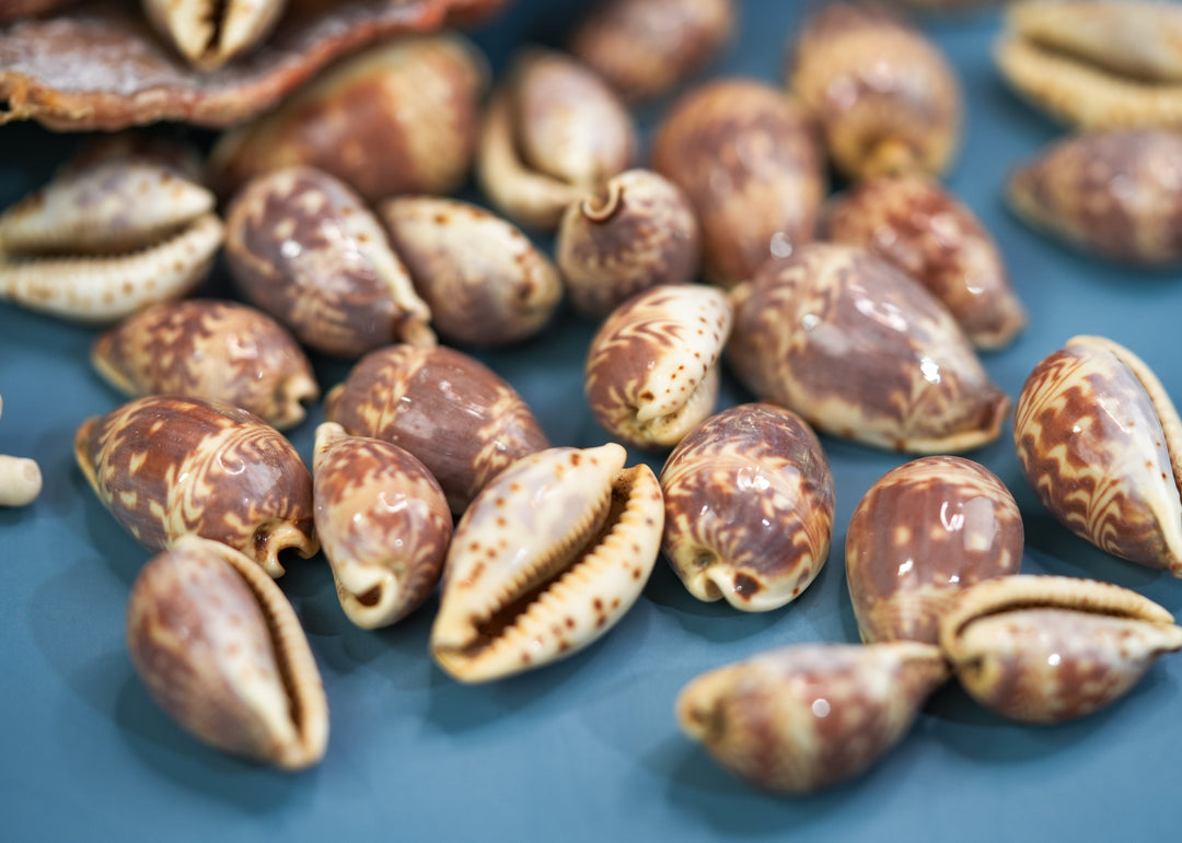 Day-Break Cowrie Shells: 10 pcs of Zig Zag Cowrie Shell, Day Break Cowry, Cowrie Shell Crafts, DIY Shell Jewelry Making, Seashell Supplies, Jewelry Making Beads