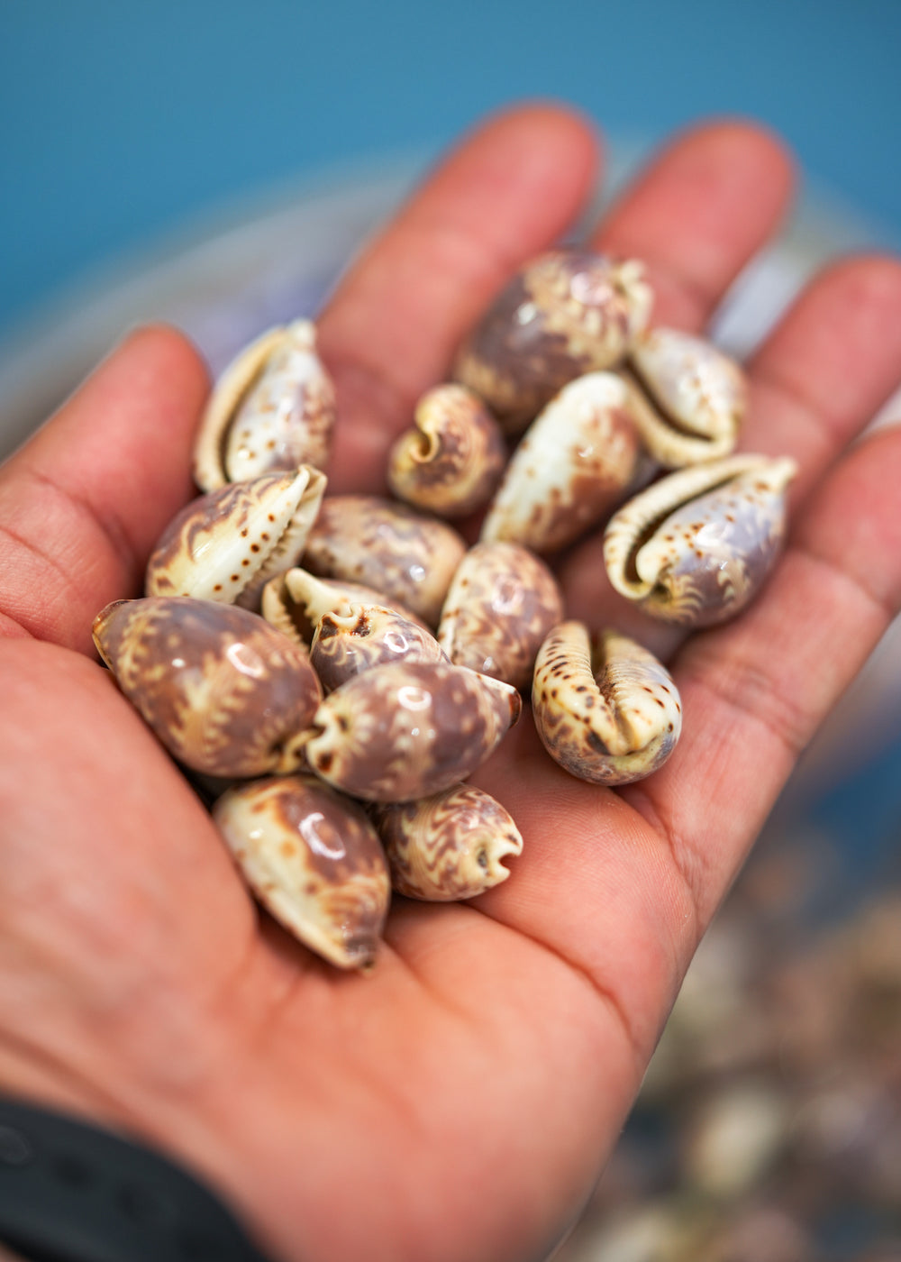 Day-Break Cowrie Shells: 10 pcs of Zig Zag Cowrie Shell, Day Break Cowry, Cowrie Shell Crafts, DIY Shell Jewelry Making, Seashell Supplies, Jewelry Making Beads