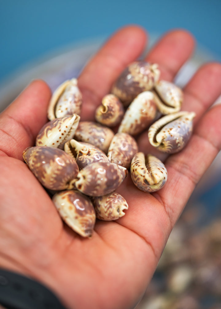 Day-Break Cowrie Shells: 10 pcs of Zig Zag Cowrie Shell, Day Break Cowry, Cowrie Shell Crafts, DIY Shell Jewelry Making, Seashell Supplies, Jewelry Making Beads