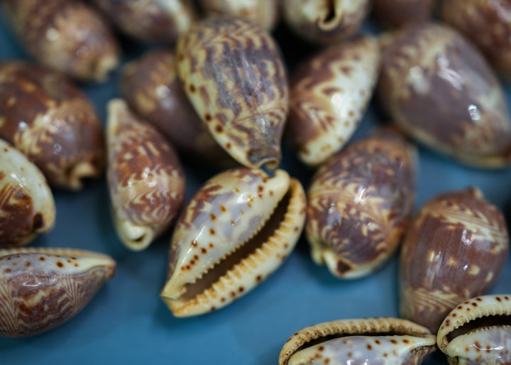 Day-Break Cowrie Shells: 10 pcs of Zig Zag Cowrie Shell, Day Break Cowry, Cowrie Shell Crafts, DIY Shell Jewelry Making, Seashell Supplies, Jewelry Making Beads