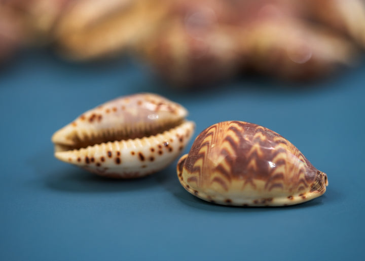 Day-Break Cowrie Shells: 10 pcs of Zig Zag Cowrie Shell, Day Break Cowry, Cowrie Shell Crafts, DIY Shell Jewelry Making, Seashell Supplies, Jewelry Making Beads