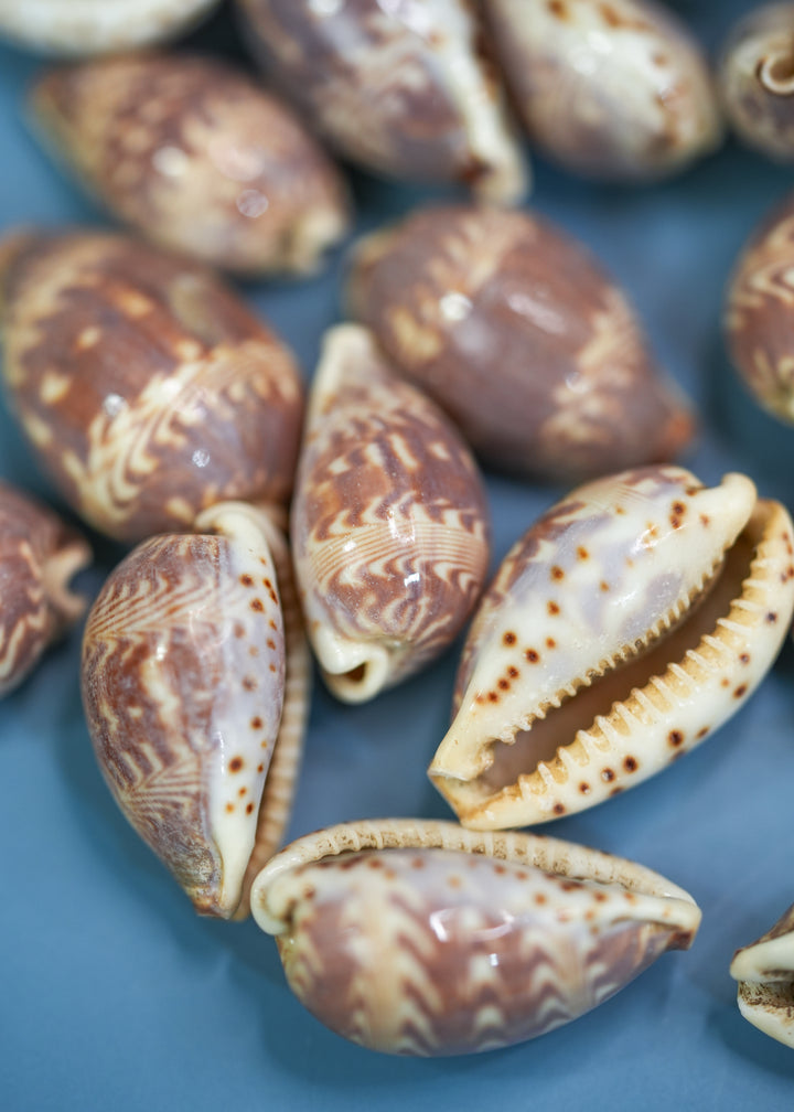 Day-Break Cowrie Shells: 10 pcs of Zig Zag Cowrie Shell, Day Break Cowry, Cowrie Shell Crafts, DIY Shell Jewelry Making, Seashell Supplies, Jewelry Making Beads