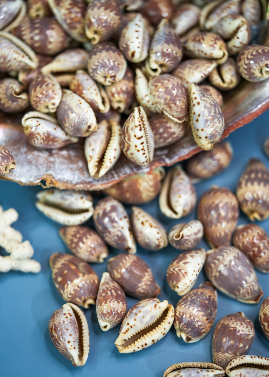 Day-Break Cowrie Shells: 10 pcs of Zig Zag Cowrie Shell, Day Break Cowry, Cowrie Shell Crafts, DIY Shell Jewelry Making, Seashell Supplies, Jewelry Making Beads