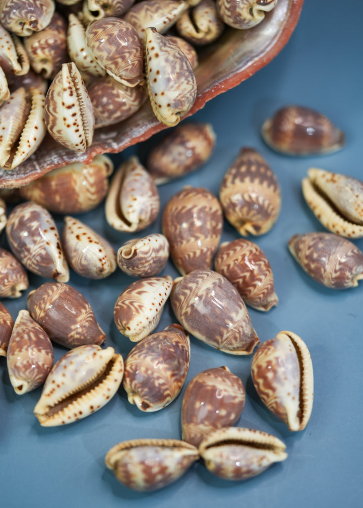 Day-Break Cowrie Shells: 10 pcs of Zig Zag Cowrie Shell, Day Break Cowry, Cowrie Shell Crafts, DIY Shell Jewelry Making, Seashell Supplies, Jewelry Making Beads