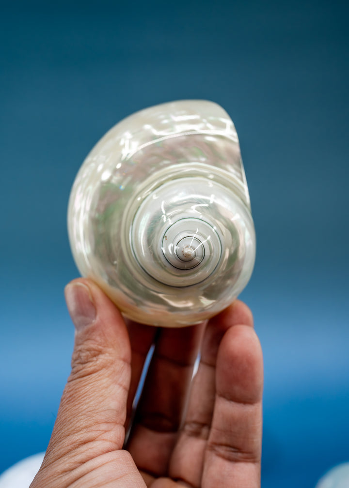 Extra Large Pearl Turbo Shell – Whole Iridescent Turbo Seashell, 4 Inches (1 Piece)