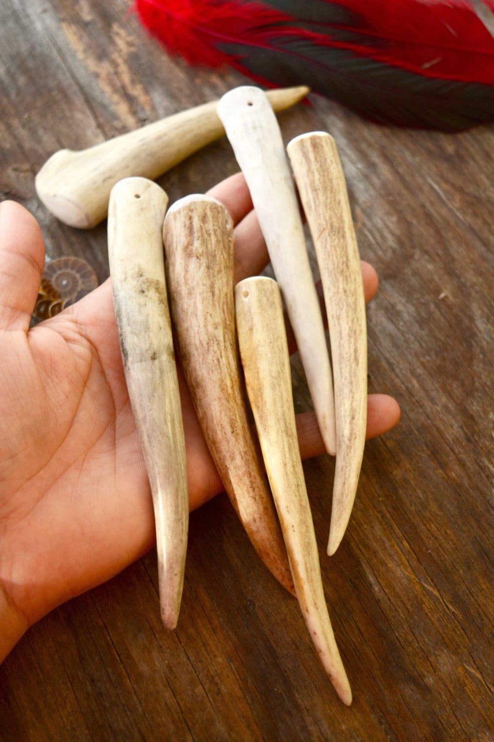 Natural Deer Antlers