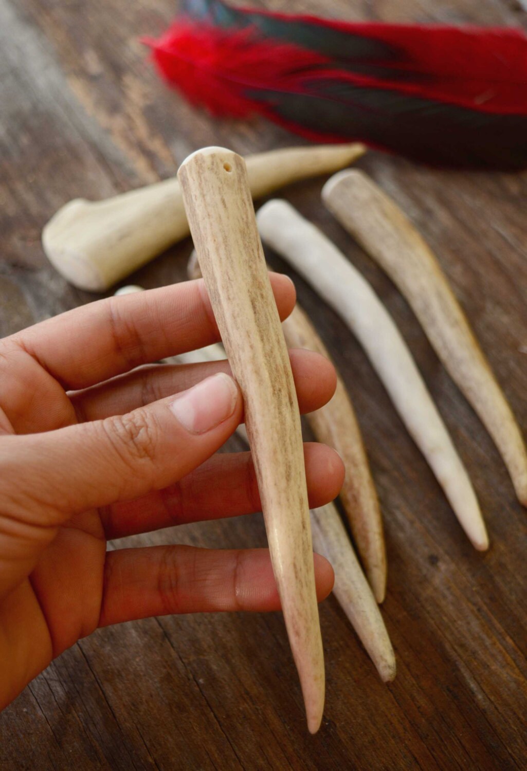 Naturally Shed Deer or Elk Antlers