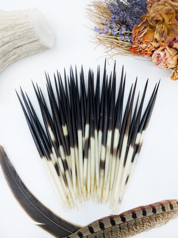 Authentic African Porcupine Quills, 5–7 Inch Medium Natural Quill, 5 Pieces