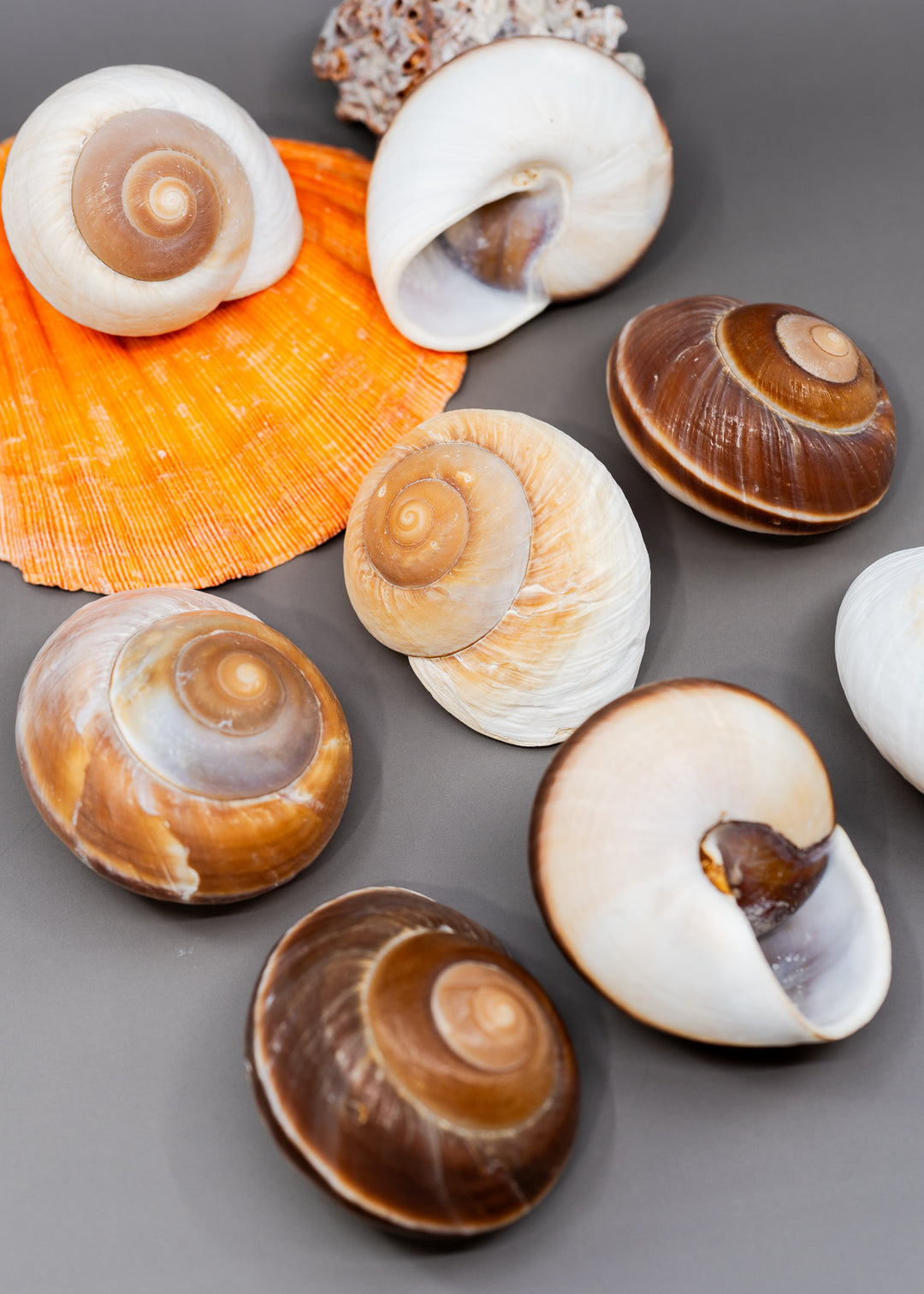 An assortment of natural Muffin snail seashells for Hermit crab and jewelry making.