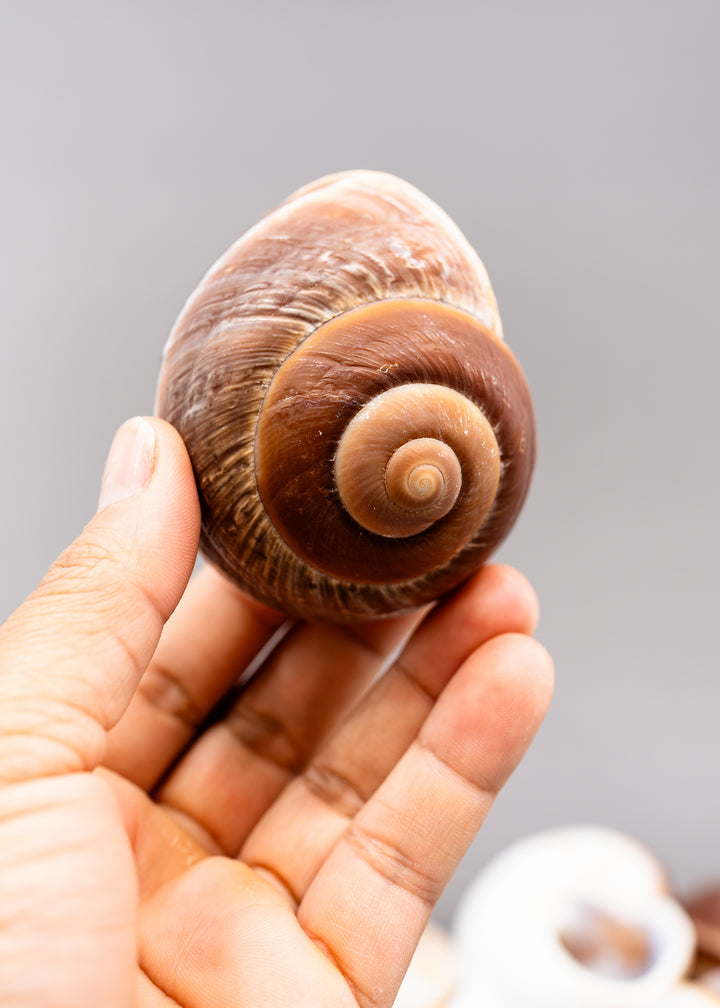 Muffin Snail Shell – 3 Inch Ryssota ovum, Large Hermit Crab Shell or Drilled Jewelry Pendant