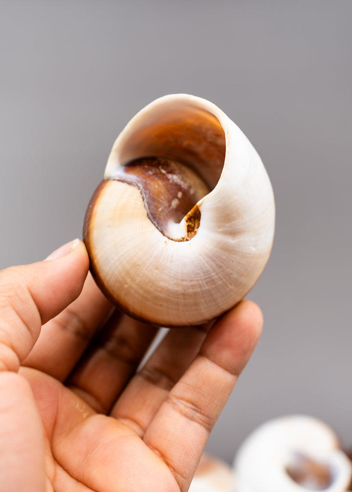Muffin Snail Shell – 3 Inch Ryssota ovum, Large Hermit Crab Shell or Drilled Jewelry Pendant