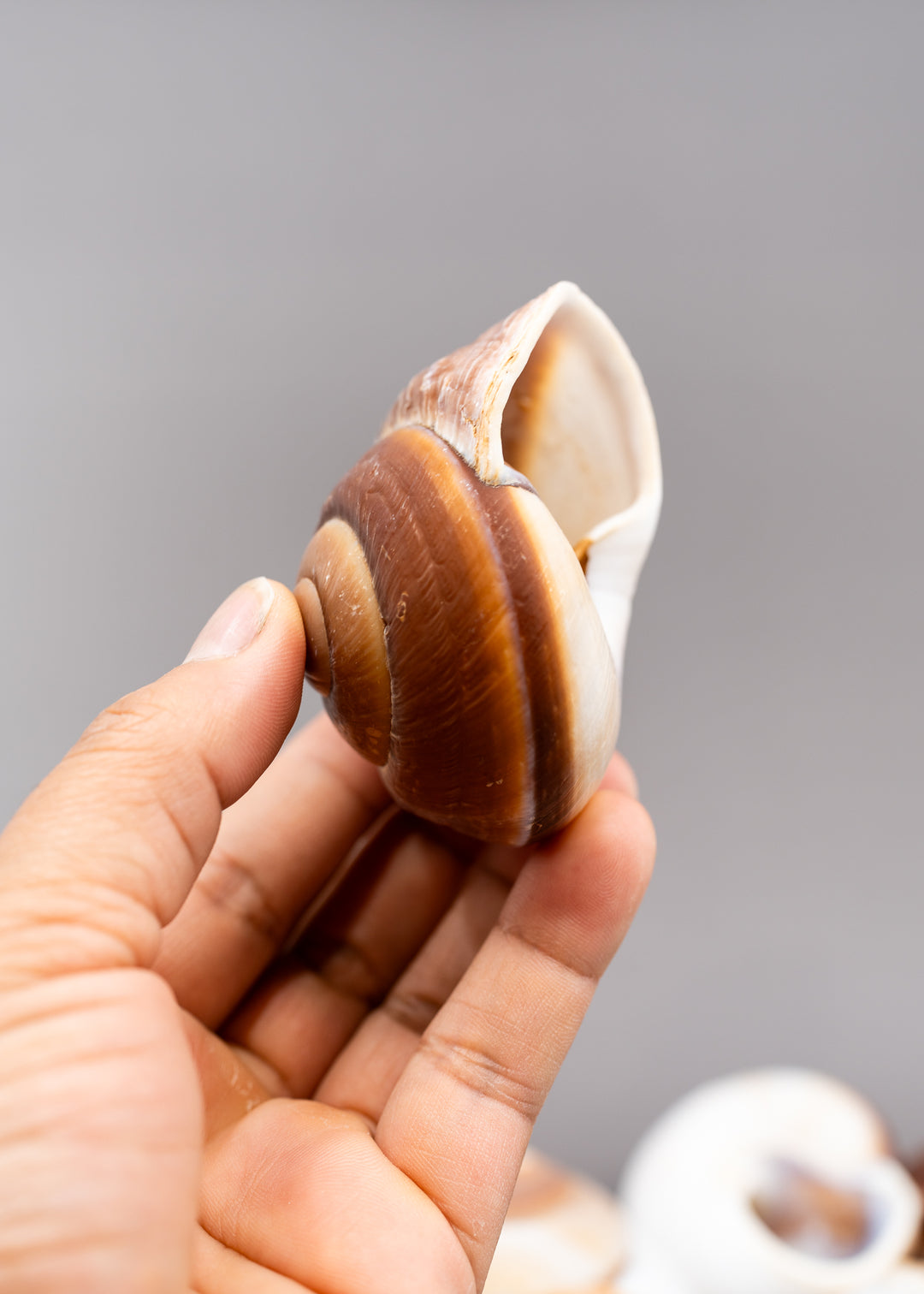 Muffin Snail Shell – 3 Inch Ryssota ovum, Large Hermit Crab Shell or Drilled Jewelry Pendant