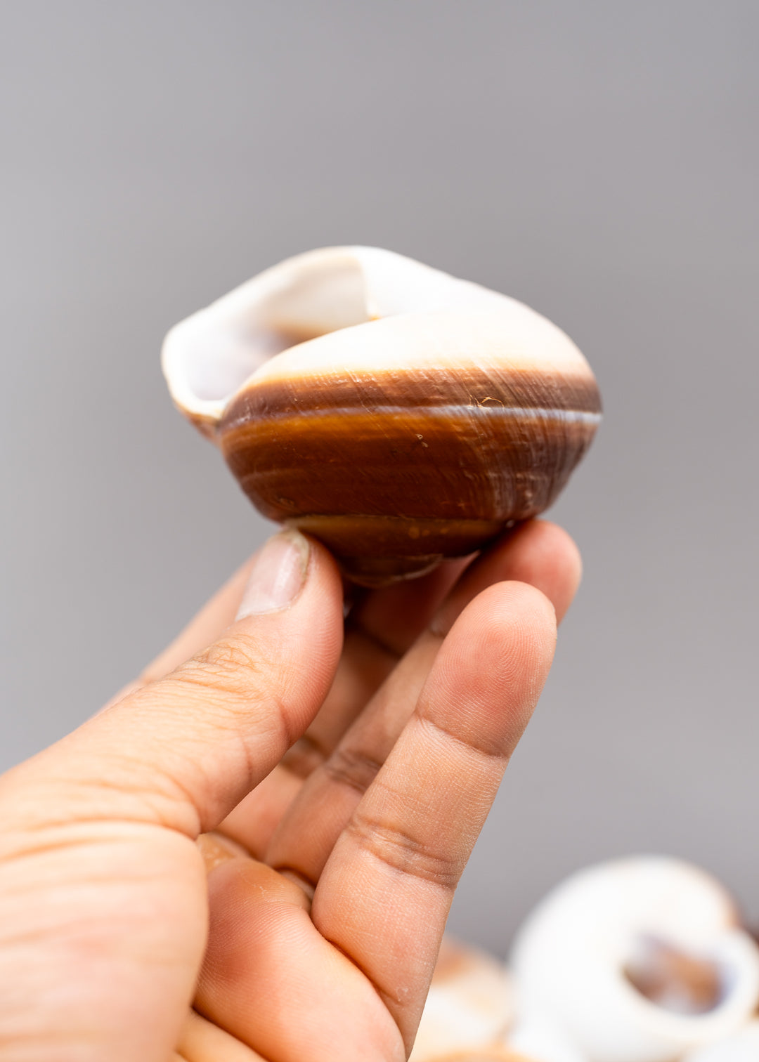 Muffin Snail Shell – 3 Inch Ryssota ovum, Large Hermit Crab Shell or Drilled Jewelry Pendant