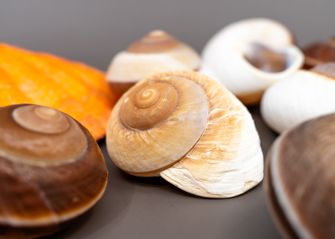 Muffin Snail Shell – 3 Inch Ryssota ovum, Large Hermit Crab Shell or Drilled Jewelry Pendant