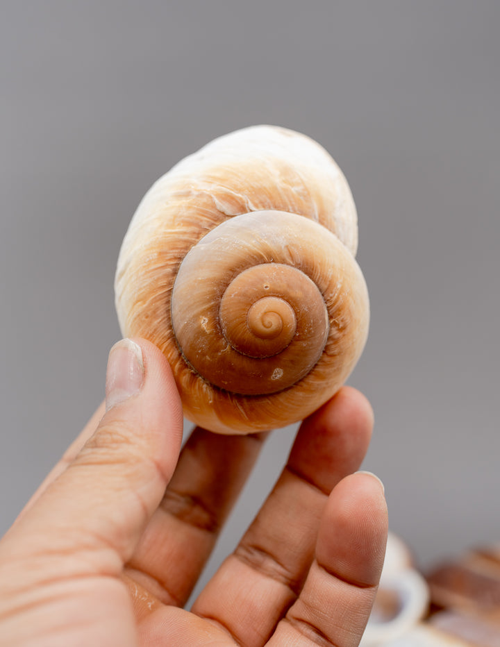 Muffin Snail Shell – 3 Inch Ryssota ovum, Large Hermit Crab Shell or Drilled Jewelry Pendant
