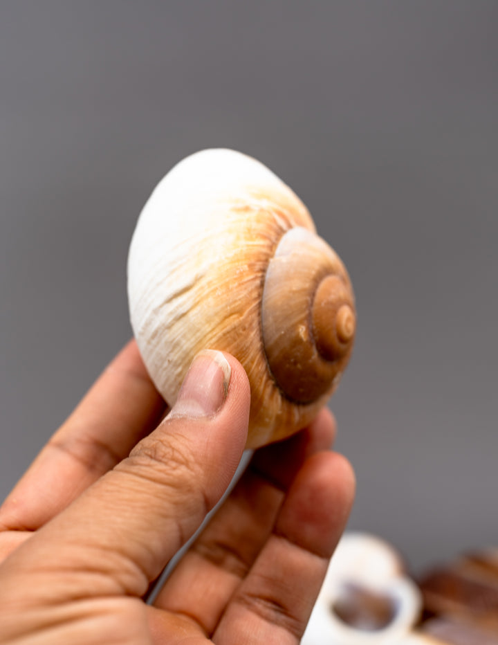 Muffin Snail Shell – 3 Inch Ryssota ovum, Large Hermit Crab Shell or Drilled Jewelry Pendant