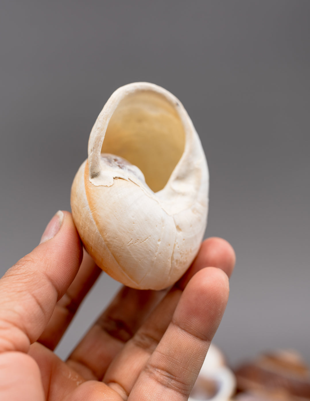 Muffin Snail Shell – 3 Inch Ryssota ovum, Large Hermit Crab Shell or Drilled Jewelry Pendant